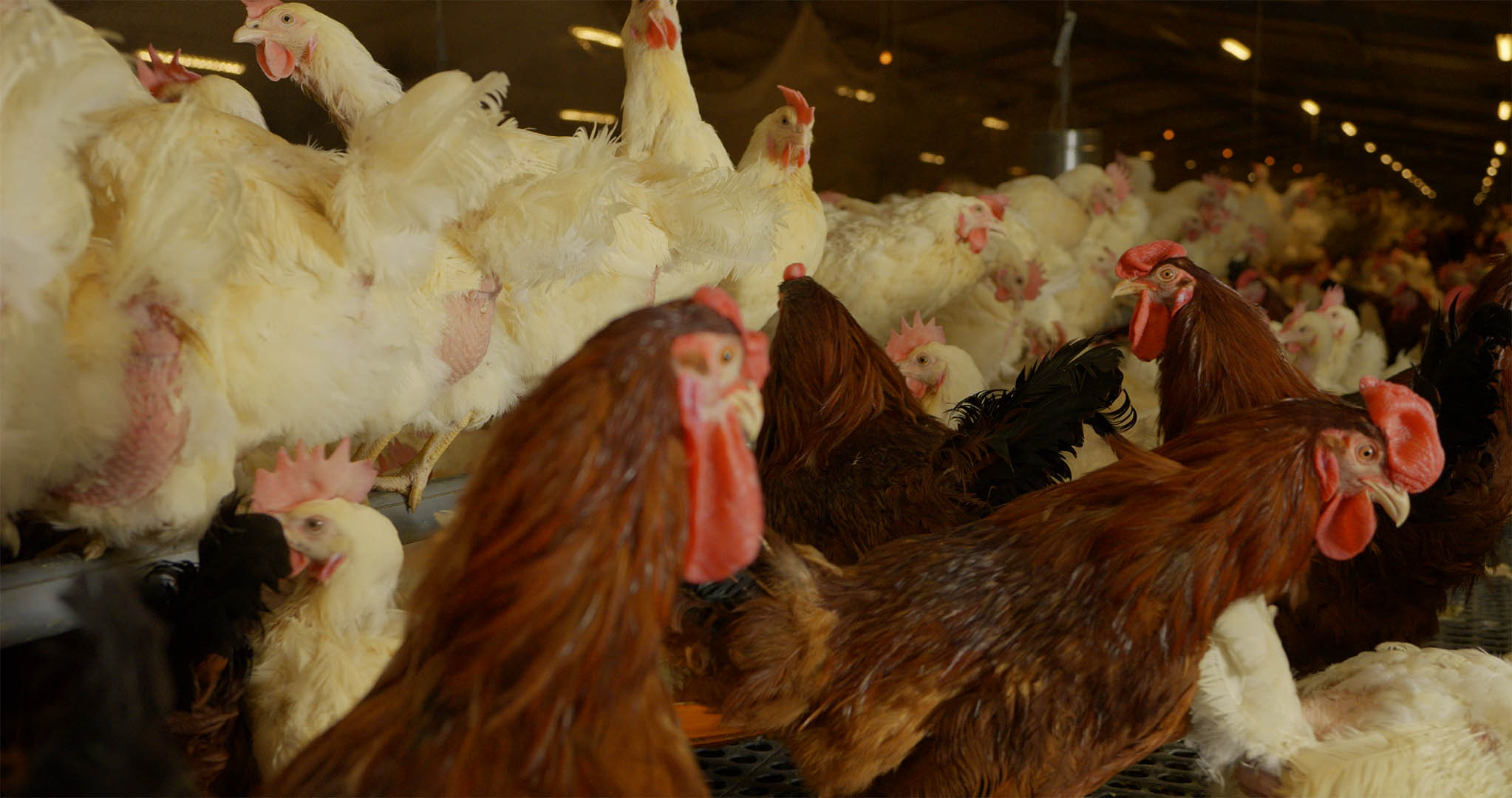 FERME REPRO PONTE POULE MARRON