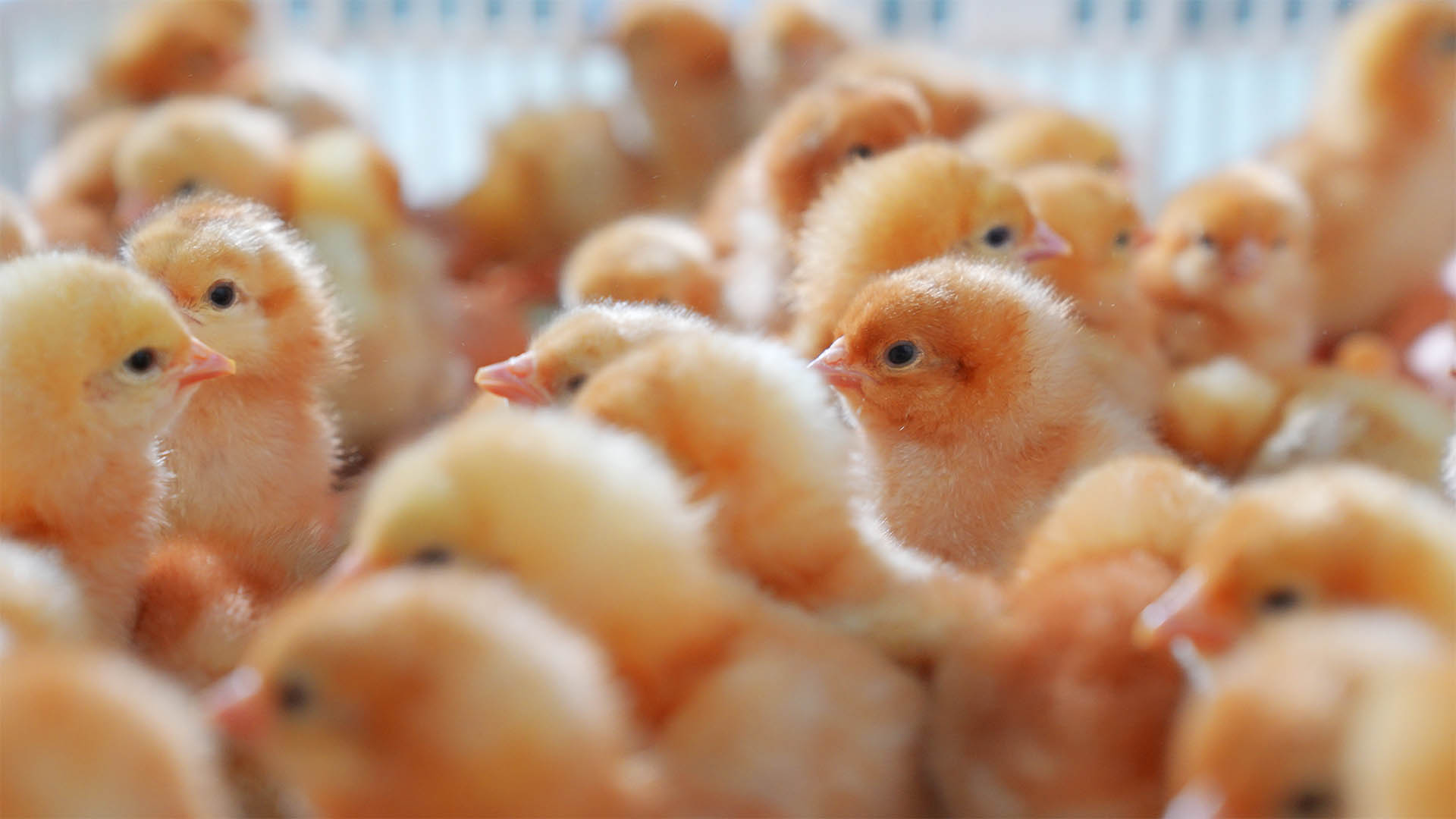 POUSSINS HYLINE