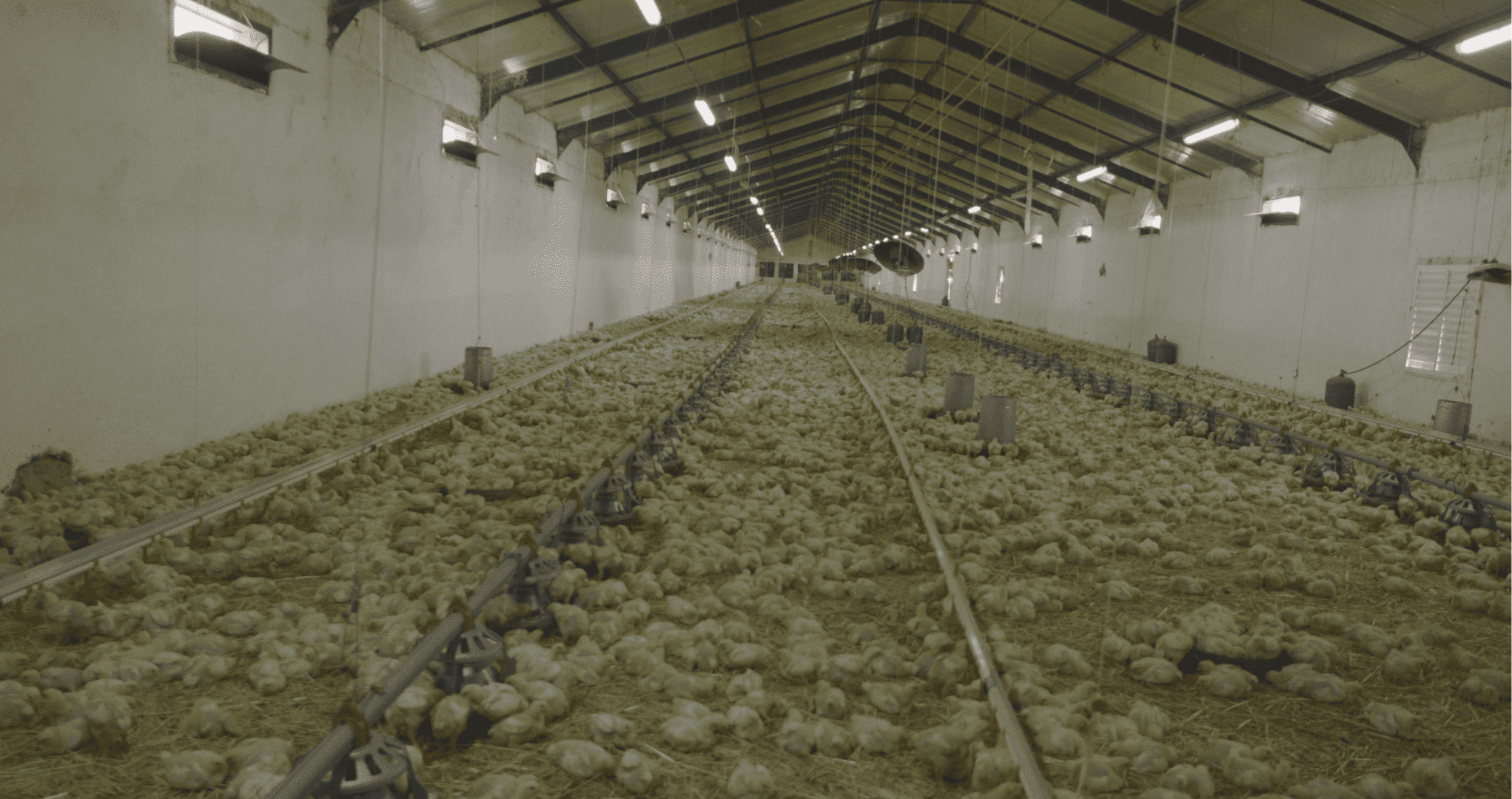 POUSSINIERE (1) 1
